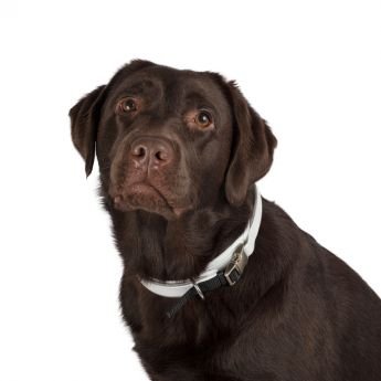 Feel Halo heijastinpanta pikalukolla valkoinen