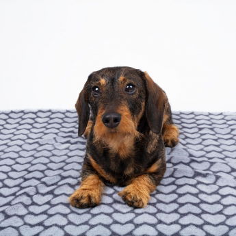 Little&Bigger Smooth peitto harmaa sydänkuviolla