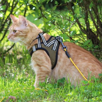 Basic Cat Sporty NoEscape kissanvaljas