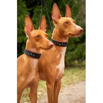 Feel Slash Paws heijastinpanta