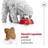 Royal Canin Mini Adult koiran kuivaruoka