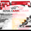 Royal Canin Medium Ageing Gravy koiran märkäruoka 10x140g
