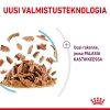 Royal Canin Sensory Feel Gravy Adult kissan märkäruoka 12x85g