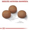 Royal Canin Digestive Care Maxi Adult koiran kuivaruoka