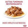 Royal Canin Hair & Skin Care Gravy Adult kissan märkäruoka