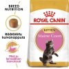 Royal Canin Maine Coon Kitten kissanpennun kuivaruoka