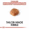 Royal Canin Cavalier King Charles Adult koiran kuivaruoka