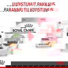 Royal Canin Kitten Gravy kissanpennun märkäruoka 12x85 g