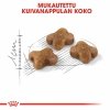 Royal Canin Kitten kissanpennun kuivaruoka