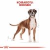 Royal Canin Boxer Adult koiran kuivaruoka