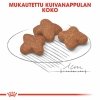Royal Canin Mini Adult 8+ koiran kuivaruoka
