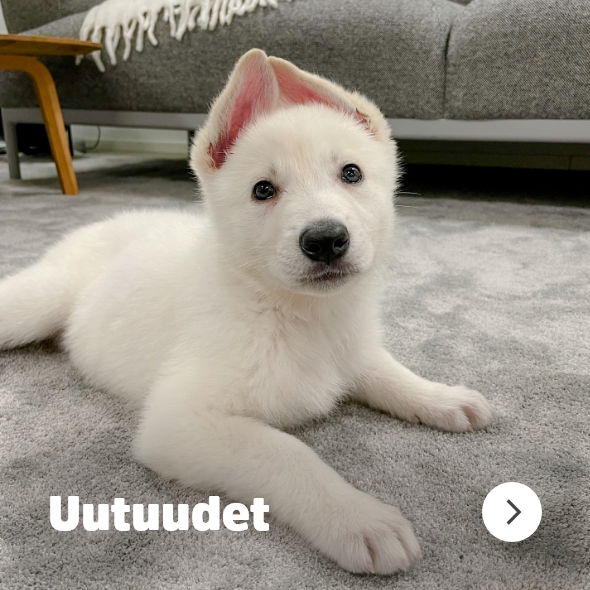 puppyfront_navigation_novelties