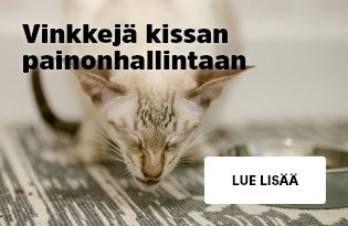 Vinkkejä kissan painonhallintaan