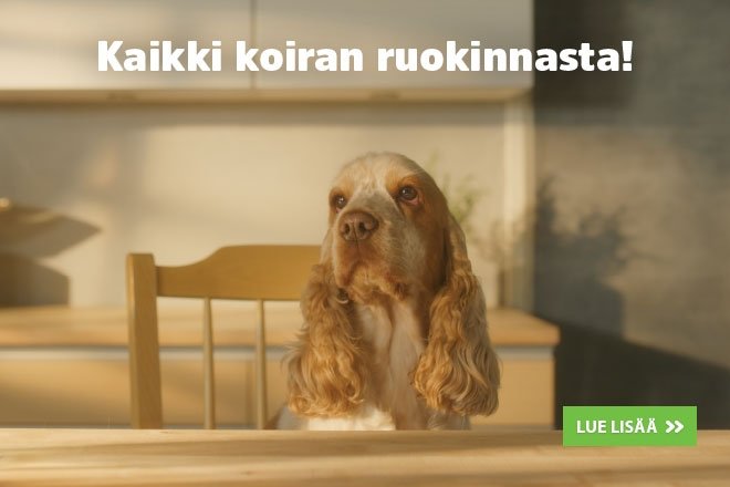 Kaikki koiran ruokinnasta