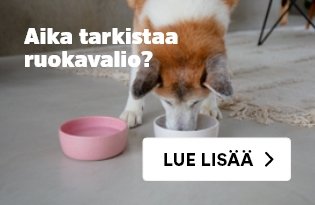 Aika tarkistaa koiran ruokavalio?