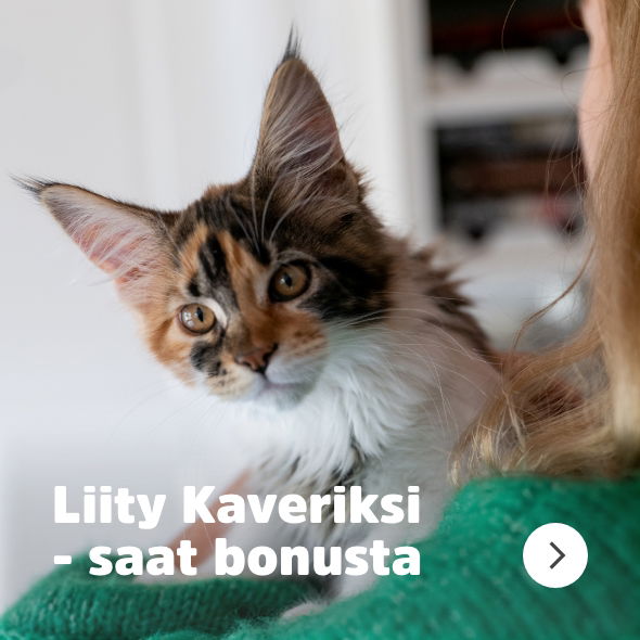 kittenfront_navigation_loyalcustomer