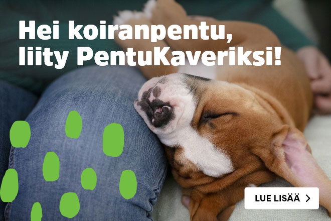 Lue lis&auml;&auml; PentuKaverin eduista ja miten liityt&auml;&auml;n t&auml;&auml;lt&auml;