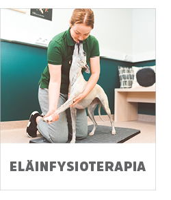Koiran fysioterapia
