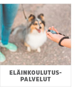 koiran koulutus