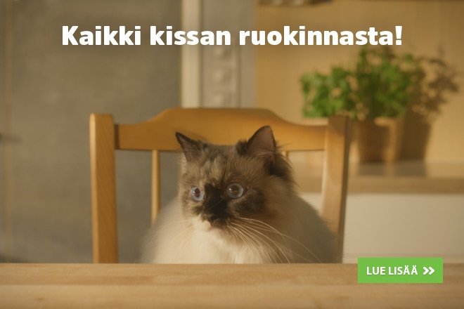Kaikki kissan ruokinnasta