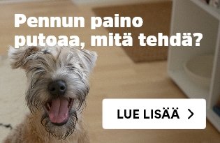 Koiranpennun paino putoaa, mitä tehdä?