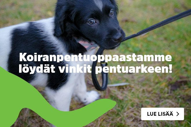 Lue lisää koiranpentuoppaastamme