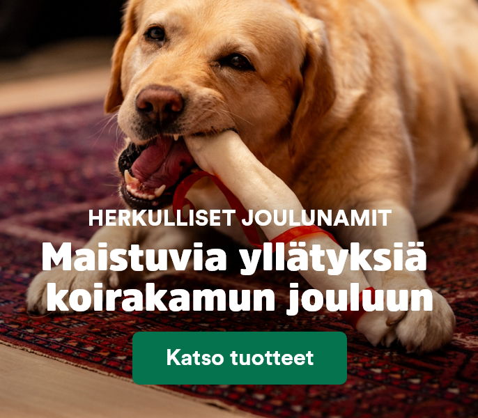 Jouluherkut koiralle
