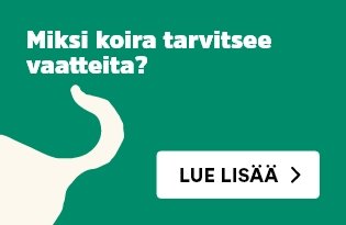 Miksi koira tarvitsee vaatteita?