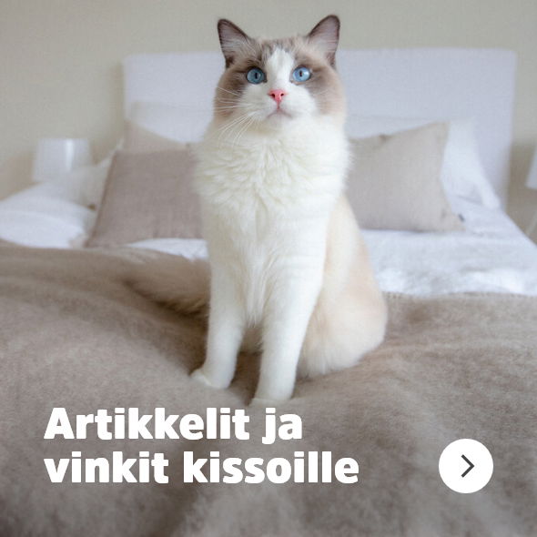 kittenfront_navigation_goodadvice