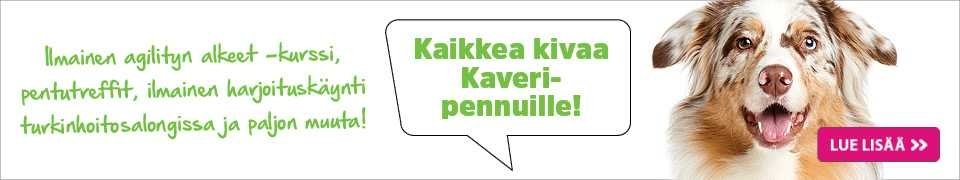 kaikkea kivaa Kaveri-pennuille