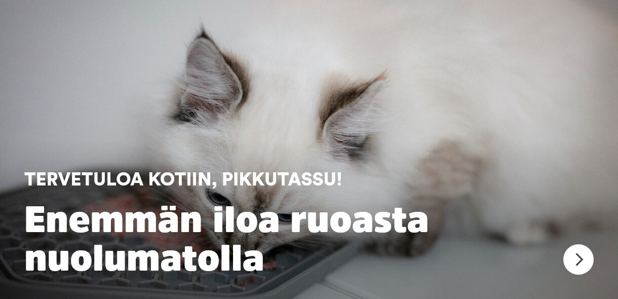 nuolumatto