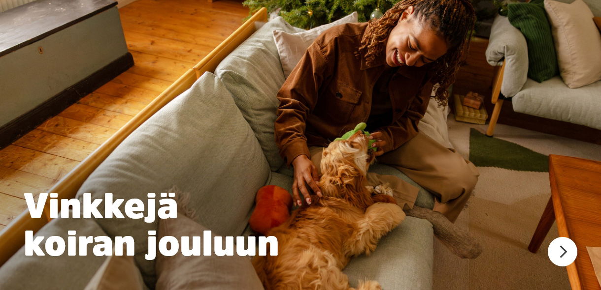 Vinkkejä koiran jouluun