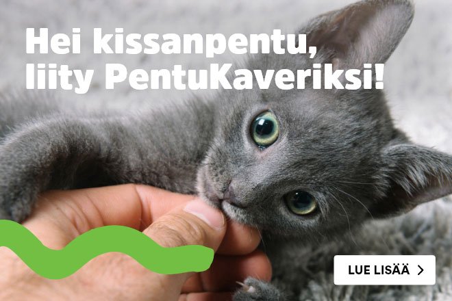 Hei kissanpentu, liity PentuKaveriksi!