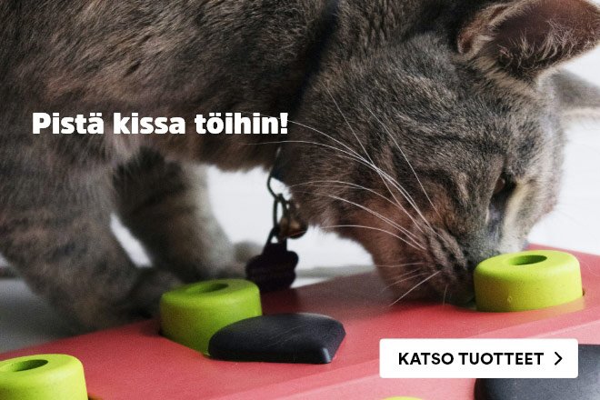 Kissan aktivointilelut