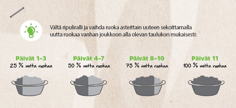 Lemmikin ruoan vaihto