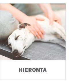 koiran hieronta