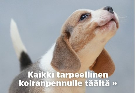 koiranpentu