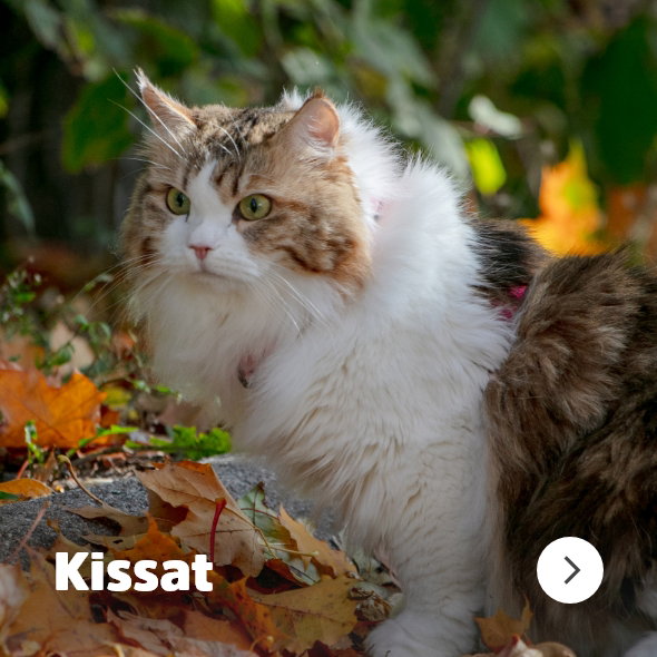 kissat