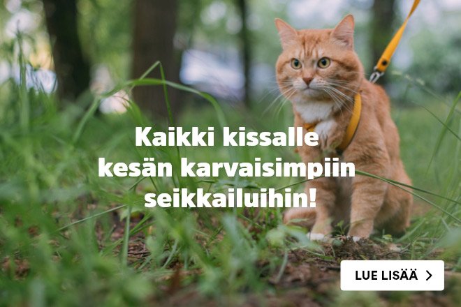 Kaikki kissalle kesän karvaisimpiin seikkailuihin