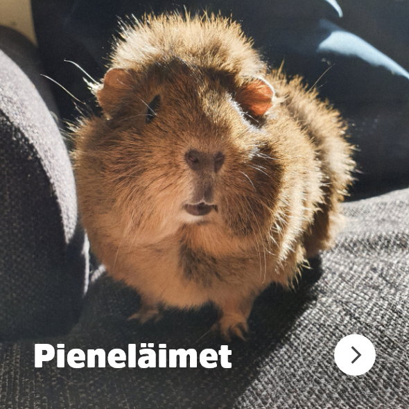 Pienel&auml;imet 