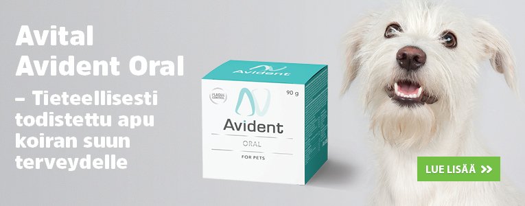 Avital Avident Oral - Koiran hammaskiven ehkäisyyn