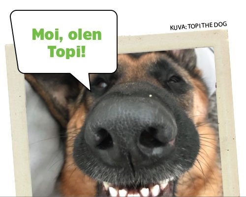 Topi the Dog