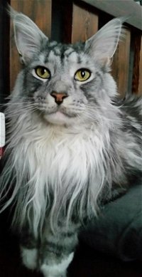 Royal Canin Breed Maine Coon Adult | Kissanruoka / Kissan kuivaruoka