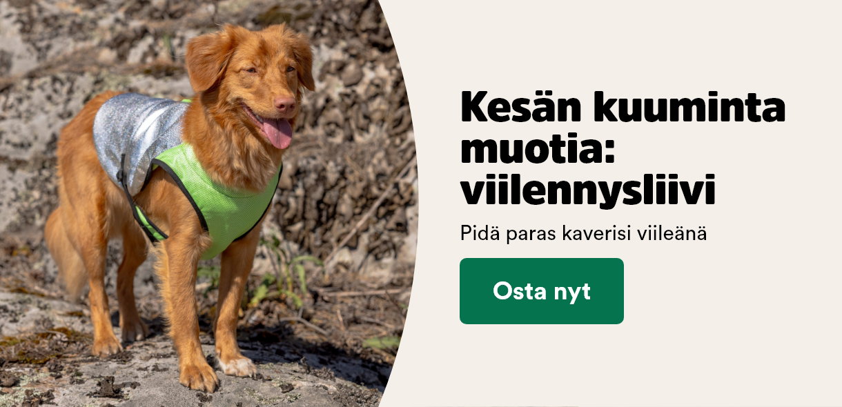Koira seisoo viilennysliivi p&auml;&auml;ll&auml;