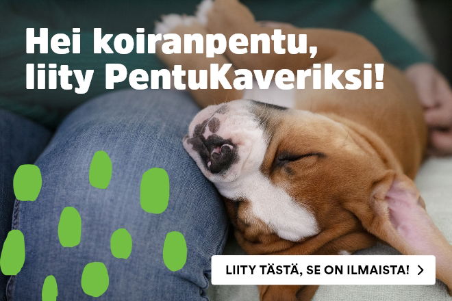 Liity tästä pentuKaveriksi!
