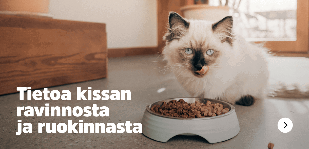 Tietoa kissan ravinnosta ja ruokinnasta