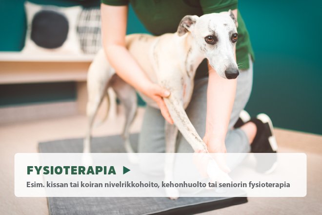 koiran trimmaus ja fysioterapia