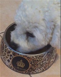 Royal Canin Breed Bichon Frise Adult | Koiranruoka / Koiran kuivaruoka