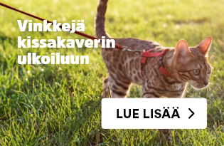 kissan ulkoilutus