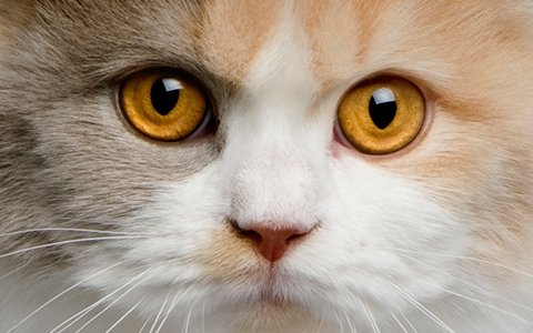 Kissan silmät